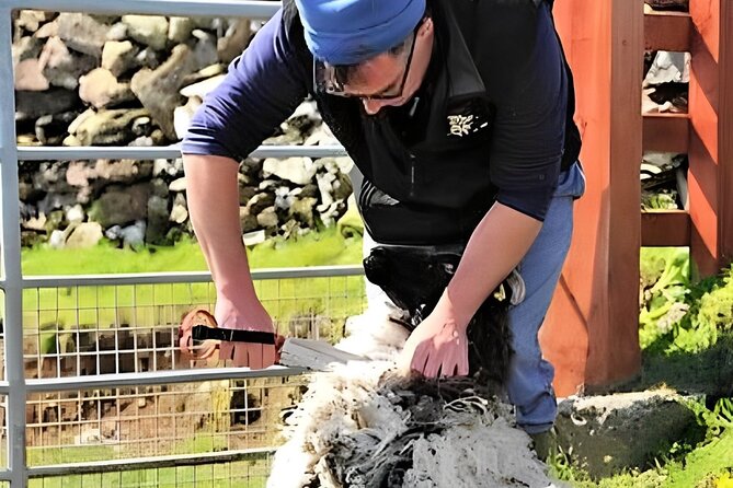 Visit traditional working sheep farm with sheepdog demo. Galway. - The sheepdog demonstration is the main event