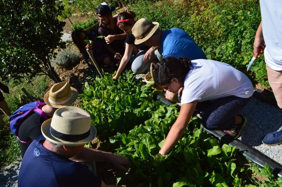 Volos: Cook Like a Local at a Greek Farm - What the $113 price includes