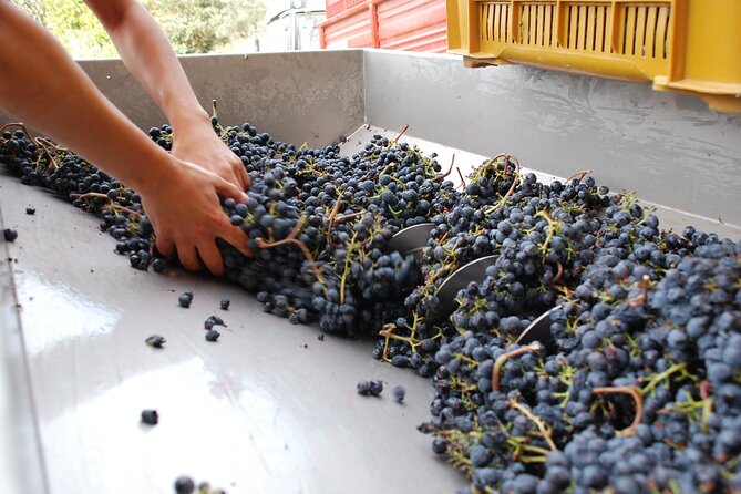 Volterra wines, sensory emotions of organic farming - The value of $41.70 per person