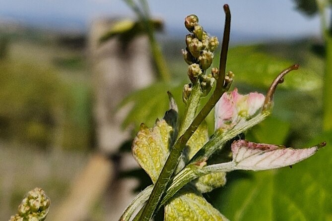 Volterra wines, sensory emotions of organic farming - Who will enjoy this Terre de’ Pepi experience