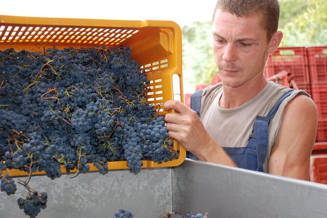 Volterra wines, sensory emotions of organic farming - Timing, access, and practical details