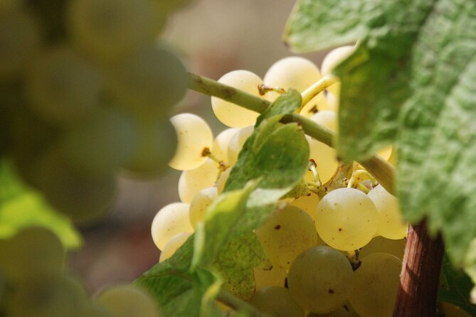 Volterra wines, sensory emotions of organic farming - Questions worth asking at the winery
