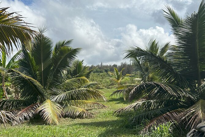 Waipi’o on Horseback: Mountain Ocean Views Working Cattle Ranch - The horses and the beginner experience