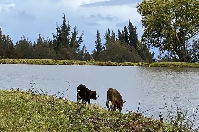 Waipi’o on Horseback: Mountain Ocean Views Working Cattle Ranch - Fresh fruit, ranch animals, and small surprises