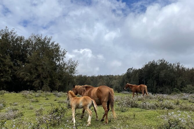Waipi’o on Horseback: Mountain Ocean Views Working Cattle Ranch - Morning, afternoon, or sunset timing