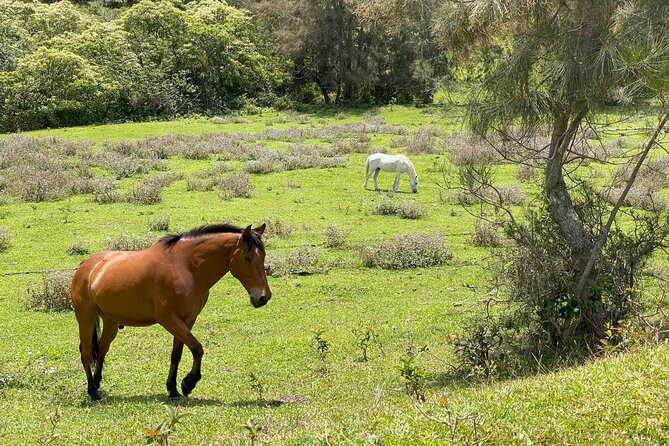 Waipi’o on Horseback: Mountain Ocean Views Working Cattle Ranch - Is $160 a fair price?