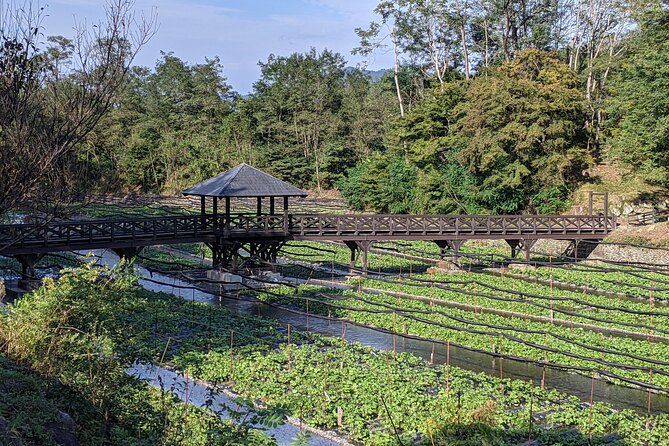 Wasabi Farm Walking Tour & Lunch - Meeting your guide at 10:30 am