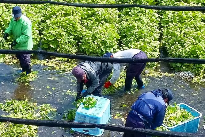 Wasabi Farm Walking Tour & Lunch - The guides are a major part of the experience