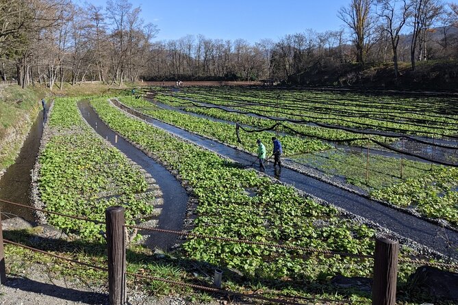 Wasabi Farm Walking Tour & Lunch - Walking through the wasabi fields
