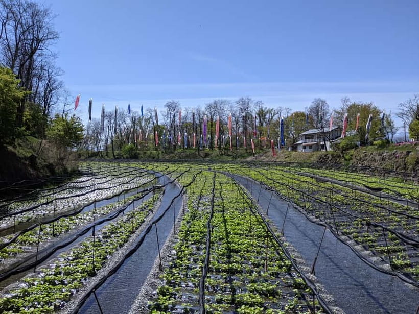 Wasabi Farm Walking Tour with Lunch - Why fresh wasabi tastes different
