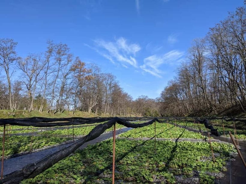 Wasabi Farm Walking Tour with Lunch - Booking advice for your Matsumoto plans
