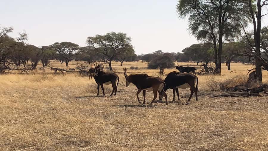 Windhoek: Okapuka Game Ranch Guided Tour - Meeting your driver in Windhoek Central