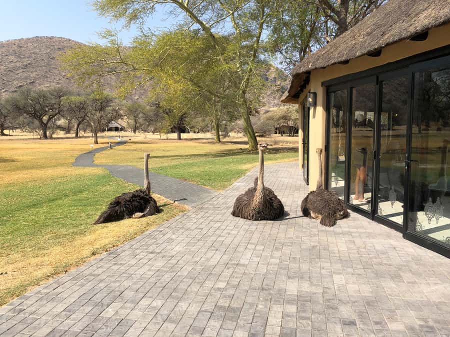 Windhoek: Okapuka Game Ranch Guided Tour - Why the scenery matters as much as the sightings