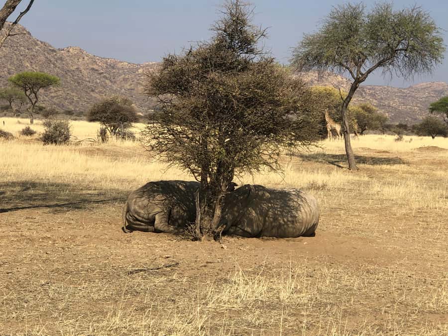 Windhoek: Okapuka Game Ranch Guided Tour - Three hours among rhinos, giraffes, and zebras