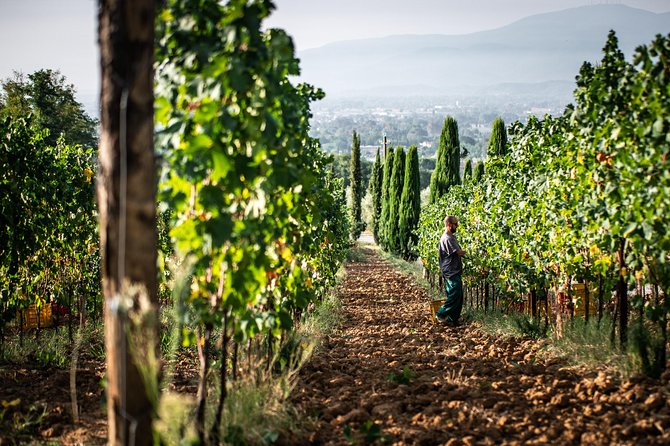 Wine and olive oil tasting & farm tour - The panoramic tasting room