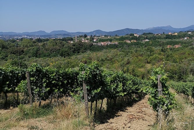 Wine and olive oil tasting & farm tour - Five wines and one olive oil