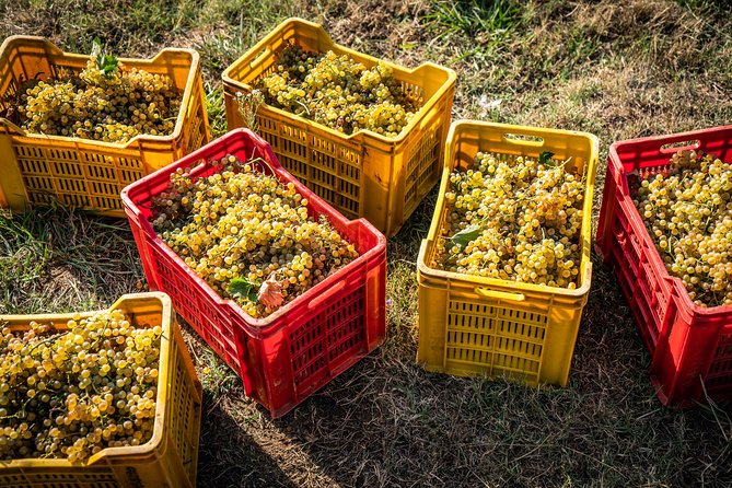 Wine and olive oil tasting & farm tour - How long should you allow?
