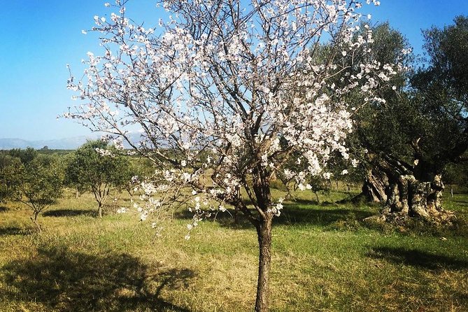 WIne & Olive Oil Tasting in an Organic Farm in Laconia, Greece! - The Optional Olive Oil Museum Stop