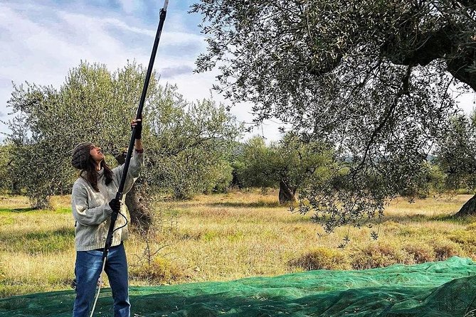 WIne & Olive Oil Tasting in an Organic Farm in Laconia, Greece! - Who Will Enjoy This Most?