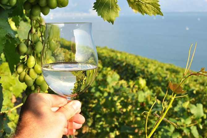 Wine Tasting and lavender Farm Tours - Key things to know before you book