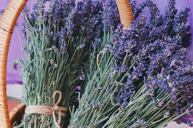 Wine Tasting and lavender Farm Tours - The production visit gives the tour some substance