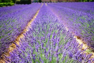 Wine Tasting and lavender Farm Tours