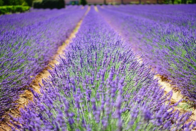 Wine Tasting and lavender Farm Tours - Three wineries, three different moods