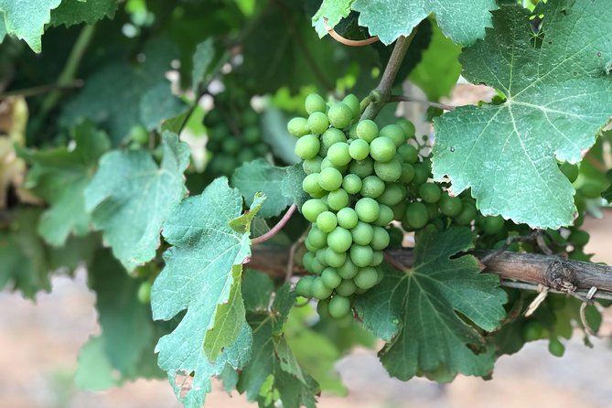Wine Tasting, Cape Dutch Farm and Art Day Tour from Cape Town - A look at Stellenbosch from the vehicle