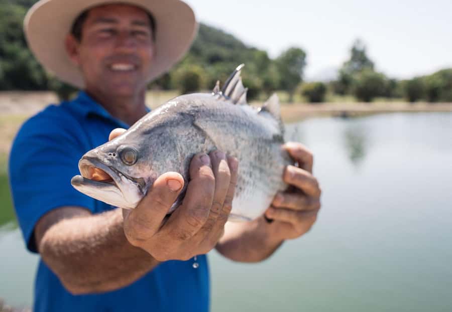 Wonga: Guided Fishing, Farming and Tasting Tour - The first hour, from baby barra to growing ponds