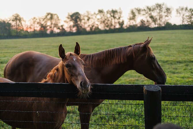 Woodford Reserve, Kismet Thoroughbred Farm & Whiskey Thief - Who should book this experience?