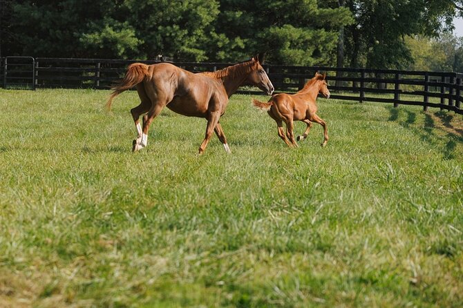 Woodford Reserve, Kismet Thoroughbred Farm & Whiskey Thief - Woodford Reserve starts the tasting day