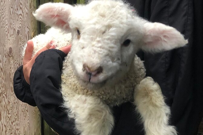 Wool Sheep Farm Experience with Handmade Wool Hat in New Zealand - Price, group size, and practical planning
