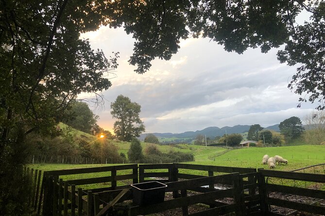 Wool Sheep Farm Experience with Handmade Wool Hat in New Zealand - My verdict: should you book it?