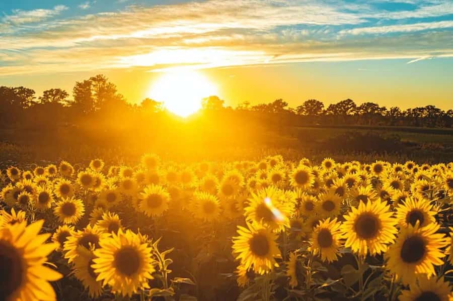 Yolo: Vineyards, Farms & Cultural Gems - Audio Driving Tour - Food, Wine, and the Farm-to-Table Side of Yolo