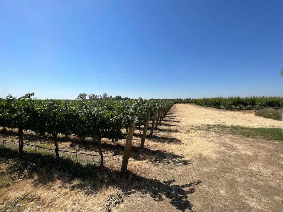 Yolo: Vineyards, Farms & Cultural Gems - Audio Driving Tour - Why the Self-Guided Format Matters