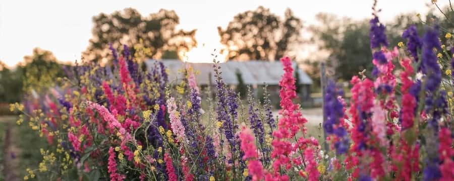 Yolo: Vineyards, Farms & Cultural Gems - Audio Driving Tour - Practical Tips Before You Start