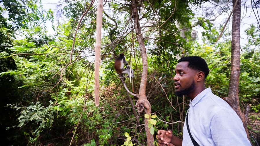 Zanzibar: Day Jozani Forest,Spice Farm,Nature and Savor Tour - The Mangrove Boardwalk Adds a Different Habitat