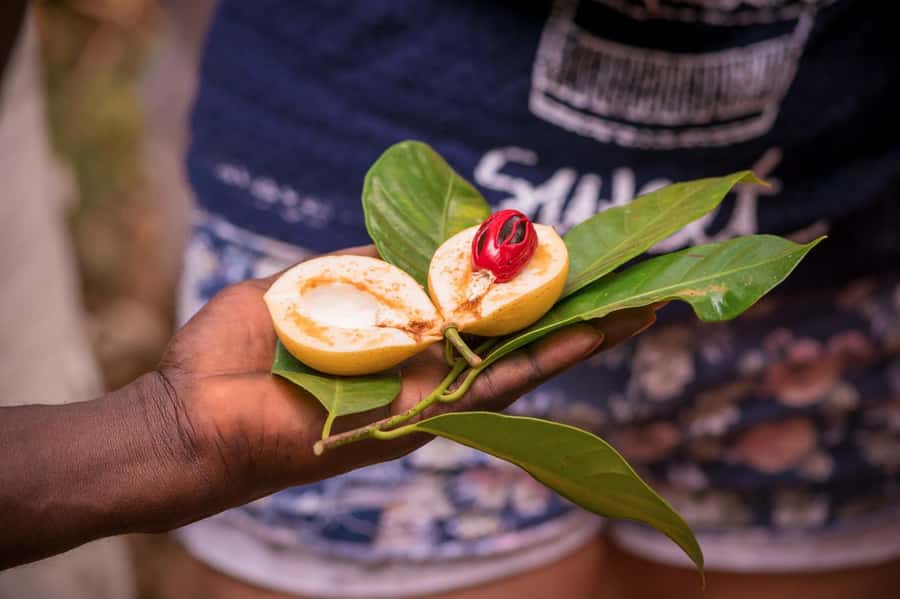 Zanzibar: Day Jozani Forest,Spice Farm,Nature and Savor Tour - The Three Ways to Shape the Experience