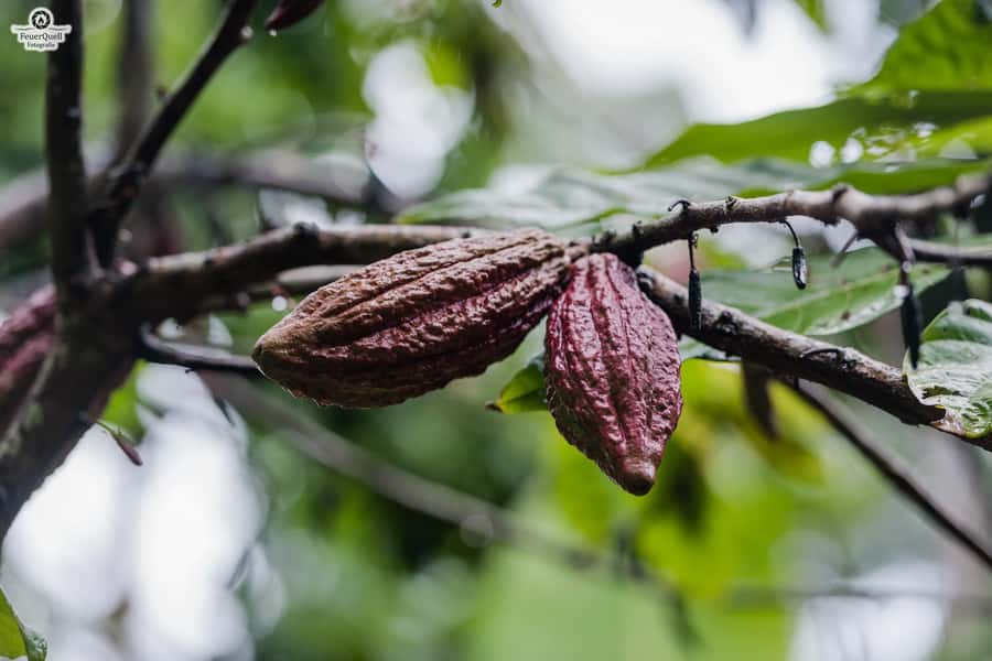 Zanzibar: Day Jozani Forest,Spice Farm,Nature and Savor Tour - Who Will Enjoy This Tour Most