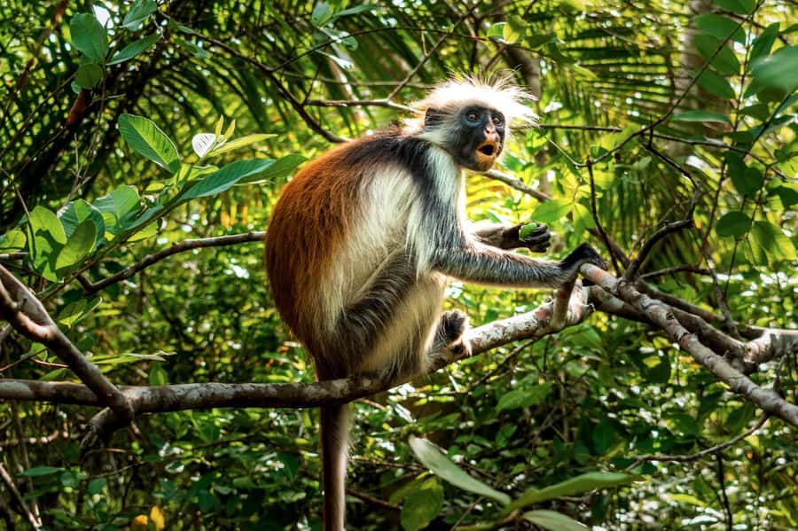 Zanzibar: Day Jozani Forest,Spice Farm,Nature and Savor Tour - Practical Tips for a Better Day