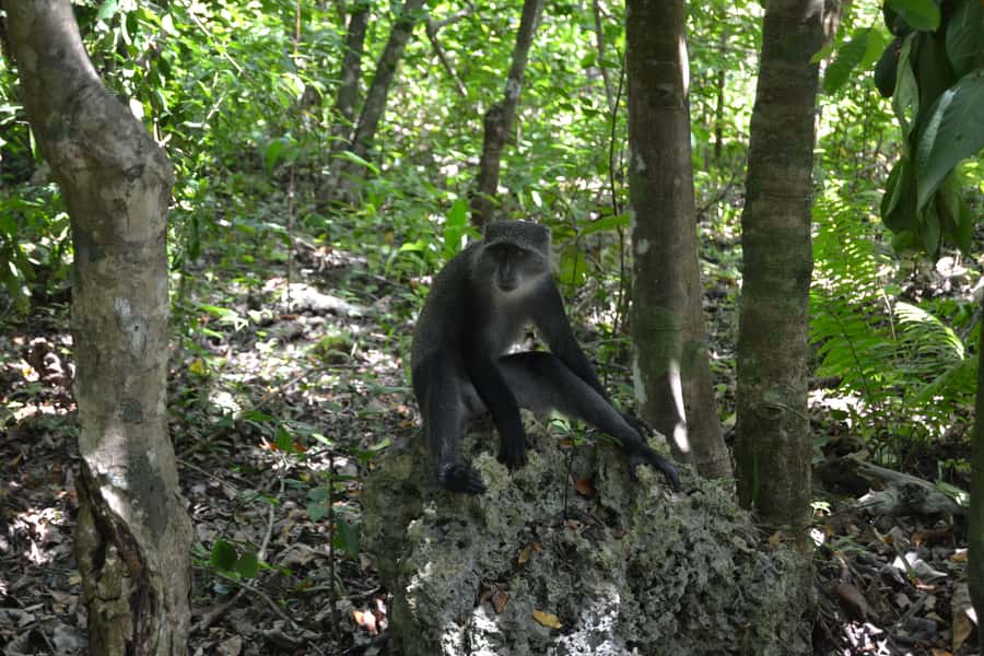 Zanzibar full day Jozani forest + Spice farm and stone town - Key points to know before booking