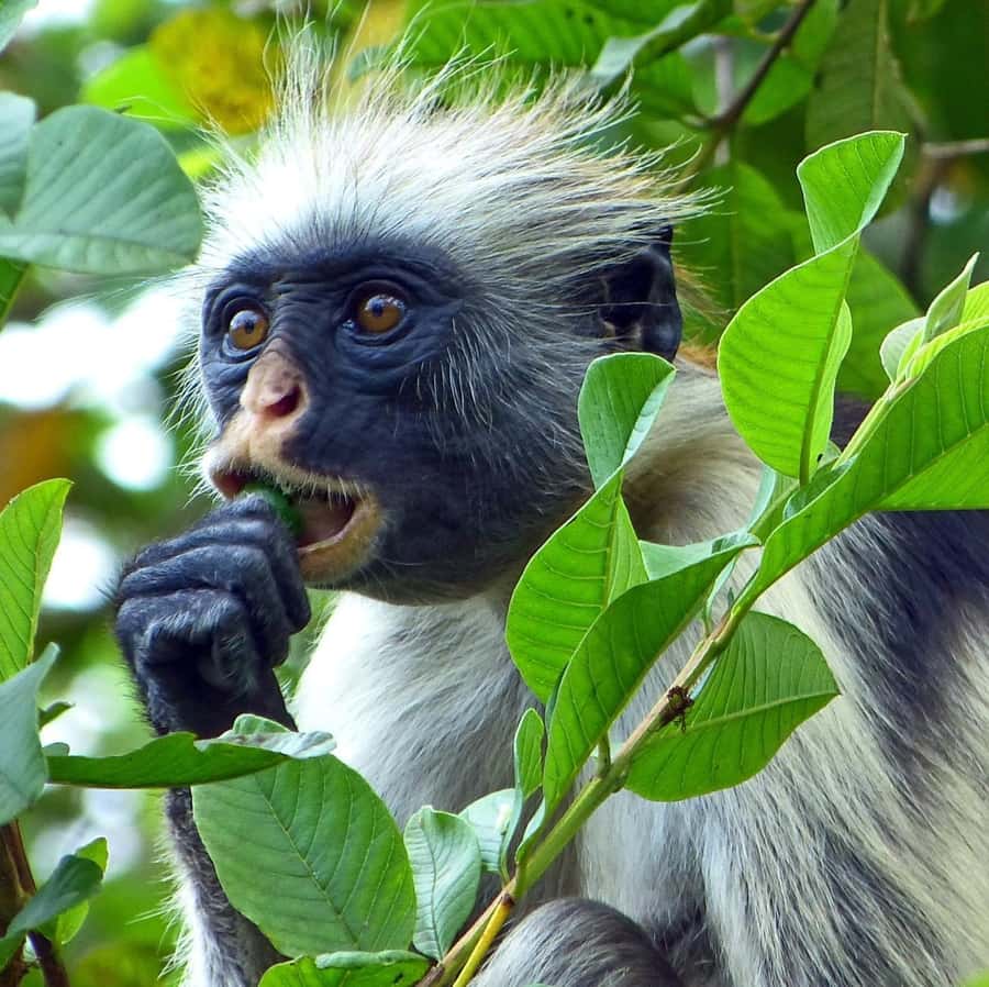 Zanzibar full day Jozani forest + Spice farm and stone town - A spice farm where you can touch and taste the plants