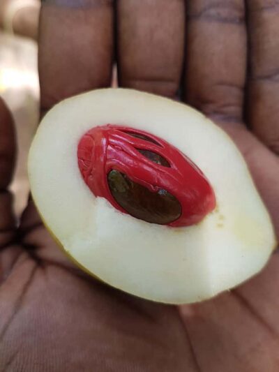 Prison Island, Stone Town, & Spice Farm Tour