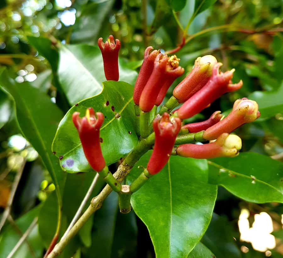 Zanzibar full day Jozani forest + Spice farm and stone town - FAQ