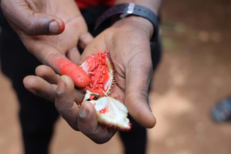 Zanzibar: Half-Day Spice Farm Tour,the flavours of Zanzibar - Why Zanzibar earned the name Spice Island
