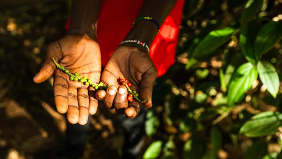 Zanzibar: Half-Day Spice Farm Tour,the flavours of Zanzibar - The shopping stops you should expect