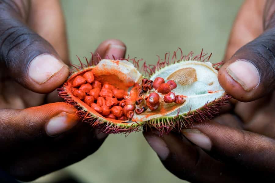 Zanzibar: Half-Day Spice Farm Tour,the flavours of Zanzibar - The drive from your hotel to the farm