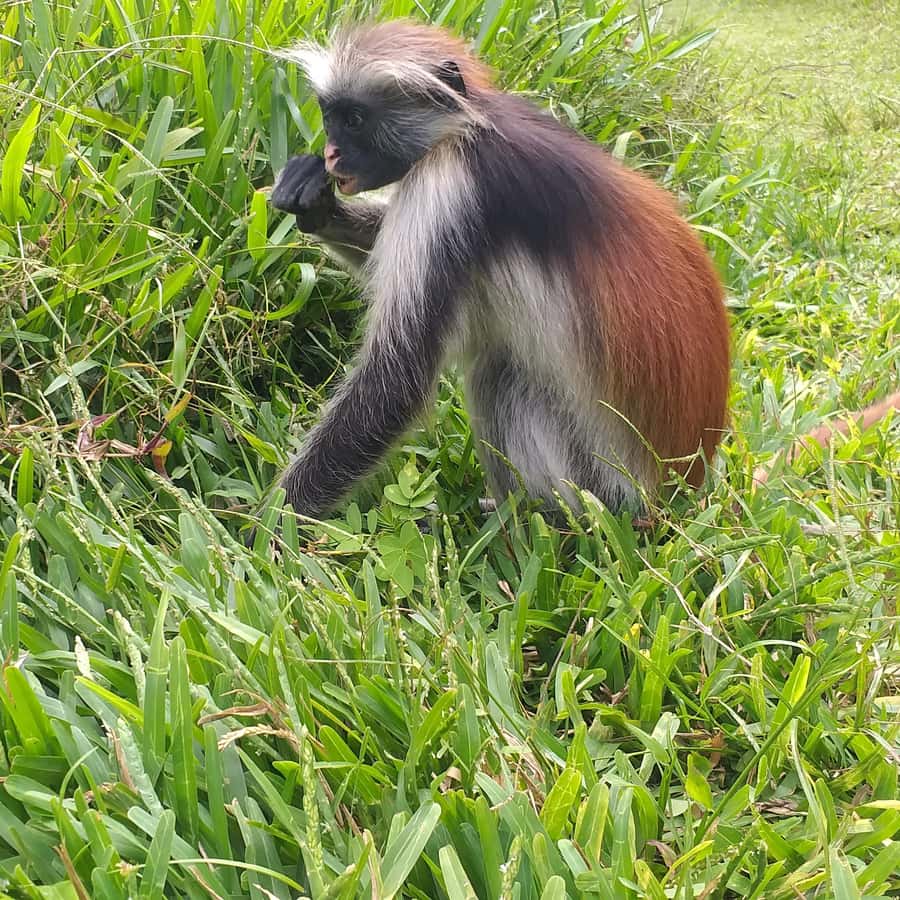 Zanzibar: Jozani Chwaka Bay National Park and Spice Farm … - Jozani Forest is the main reason to go