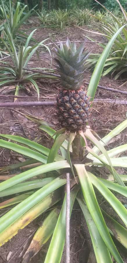 Zanzibar: Jozani Chwaka Bay National Park and Spice Farm … - A half-day schedule with practical advantages