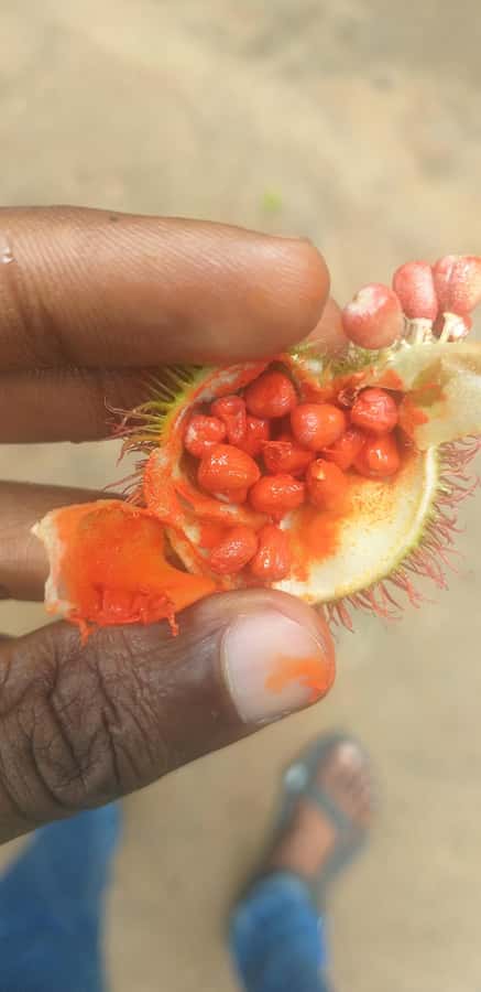 Zanzibar: Jozani Chwaka Bay National Park and Spice Farm … - What the monkey encounter is really like